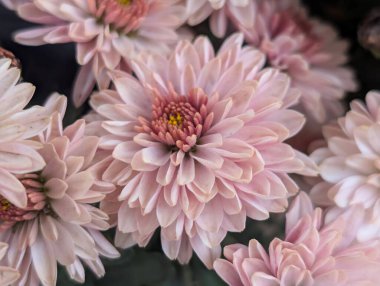 Güzel kasımpatı çiçekleri yakın çekim