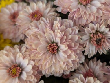 Güzel kasımpatı çiçekleri yakın çekim