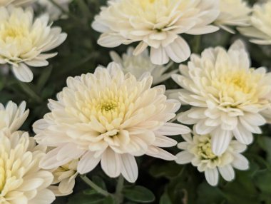 Güzel kasımpatı çiçekleri yakın çekim