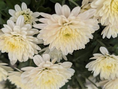 Güzel kasımpatı çiçekleri yakın çekim