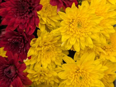 Bahçedeki kasımpatı çiçeklerini kapat. 