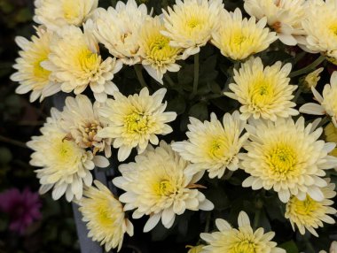 Bahçedeki kasımpatı çiçeklerini kapat. 