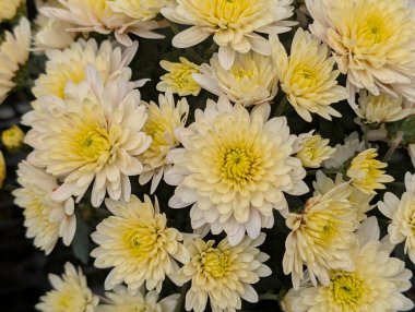 Bahçedeki kasımpatı çiçeklerini kapat. 