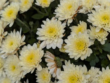 Bahçedeki kasımpatı çiçeklerini kapat. 