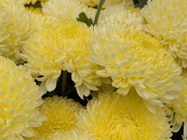 Koyu arkaplanda güzel kasımpatılar