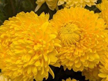 Koyu arkaplanda güzel kasımpatılar