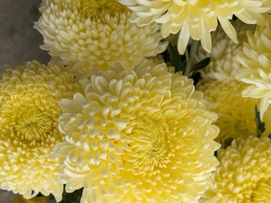 Koyu arkaplanda güzel kasımpatılar