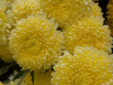 Koyu arkaplanda güzel kasımpatılar