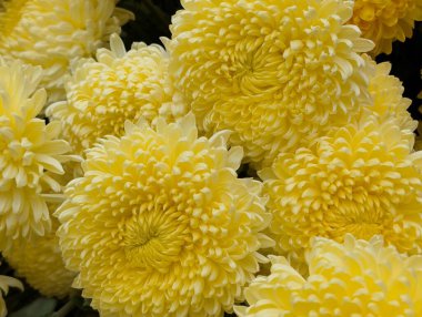 Koyu arkaplanda güzel kasımpatılar