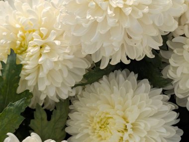 Koyu arkaplanda güzel kasımpatılar