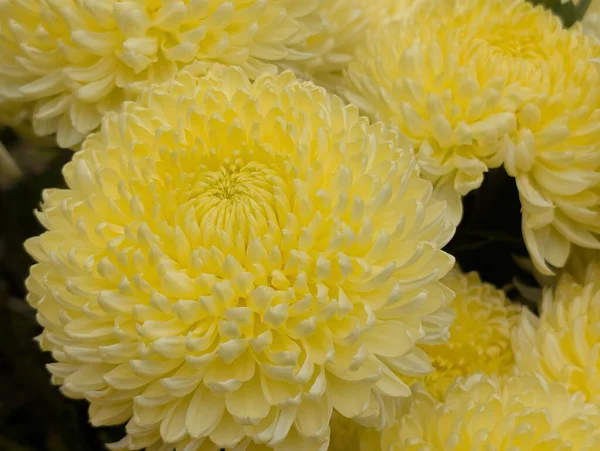 Koyu arkaplanda güzel kasımpatılar