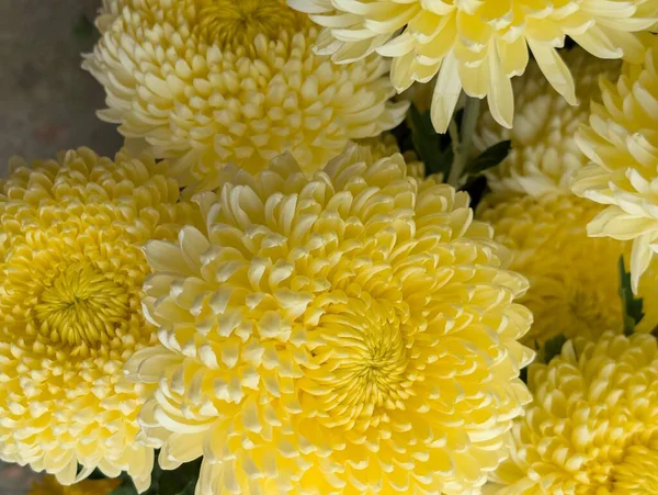 Koyu arkaplanda güzel kasımpatılar