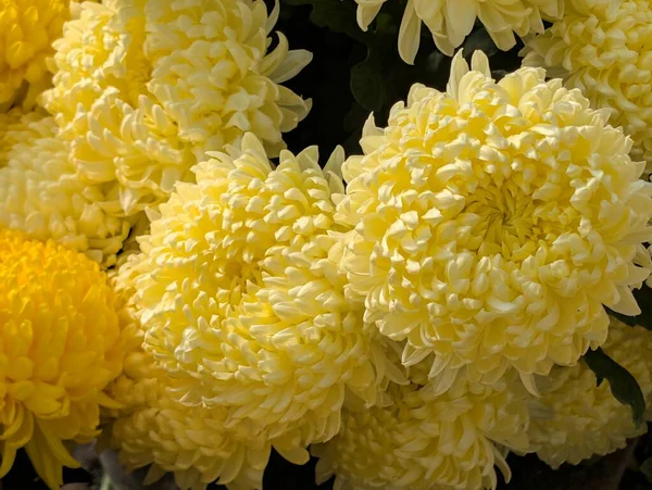 Koyu arkaplanda güzel kasımpatılar