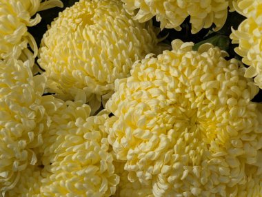 Koyu arkaplanda güzel kasımpatılar