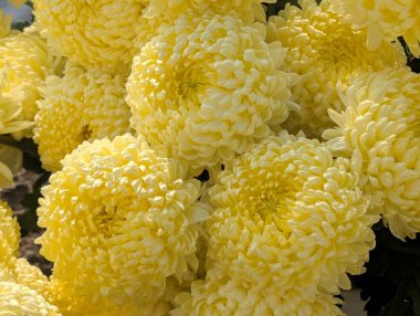 Koyu arkaplanda güzel kasımpatılar