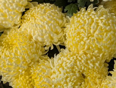 Koyu arkaplanda güzel kasımpatılar