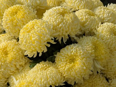 Koyu arkaplanda güzel kasımpatılar