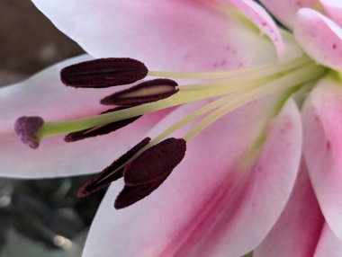 Pembe zambak taç yaprakları ve kekemeliğe yakın çekim