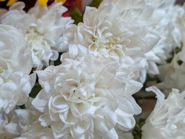 Koyu arkaplanda güzel kasımpatılar