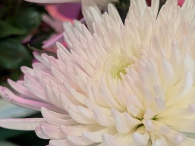 Koyu arkaplanda güzel kasımpatılar