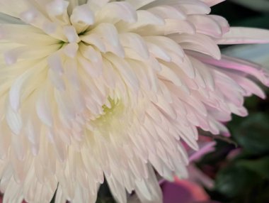 Bahçede güzel bir kasımpatı çiçeği