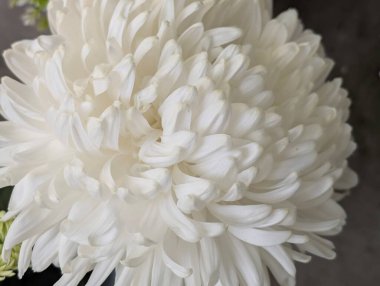 Bahçede güzel bir kasımpatı çiçeği