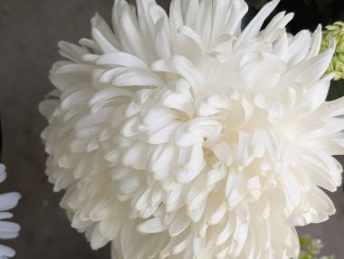 Bahçede güzel bir kasımpatı çiçeği