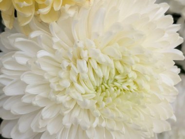 Bahçede güzel bir kasımpatı çiçeği