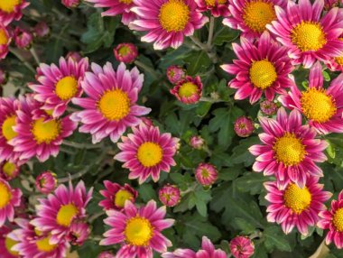 Bahçedeki kasımpatı çiçekleri 