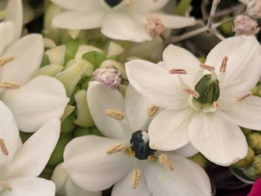 Yeşil yaprakların arasında açan narin beyaz çiçekler.