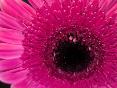Closeup of vibrant pink flower petals and dark center