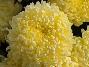 Güzel Krizantem Çiçekler yakın çekim 