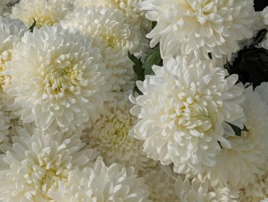 güzel beyaz kasımpatı çiçekleri yakın çekim