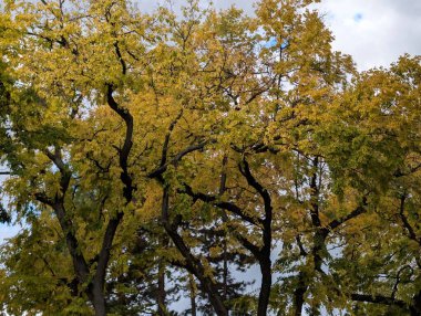 Parkta güzel bir sonbahar, sarı yapraklı ağaçlar. 