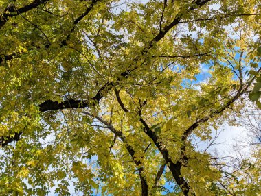 Parkta güzel bir sonbahar, sarı yapraklı ağaçlar. 
