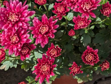 Bahçedeki güzel kasımpatı çiçekleri 