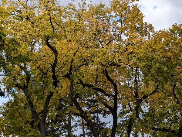 Parkta güzel bir sonbahar, sarı yapraklı ağaçlar. 