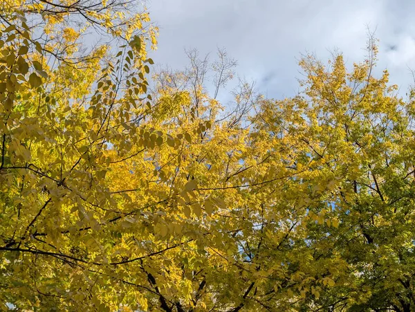 Parkta güzel bir sonbahar, sarı yapraklı ağaçlar. 