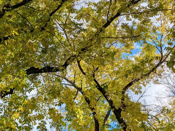Parkta güzel bir sonbahar, sarı yapraklı ağaçlar. 
