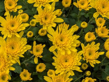 Bahçedeki güzel kasımpatı çiçekleri 