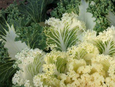Various types of green and white leafy vegetables growing together
