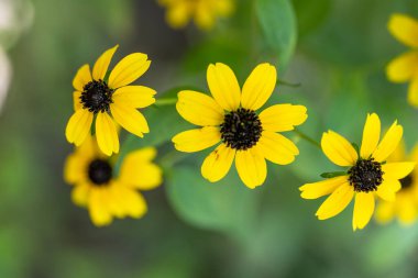 Yellow flowers blooming with dark centers and green leaves