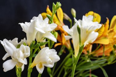 Koyu arkaplanda güzel çiçekler, yaz konsepti, yakın görüş        