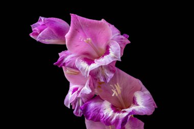 Koyu arkaplanda güzel çiçekler, yaz konsepti, yakın görüş             