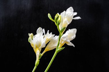 Koyu arkaplanda güzel çiçekler, yaz konsepti, yakın görüş             