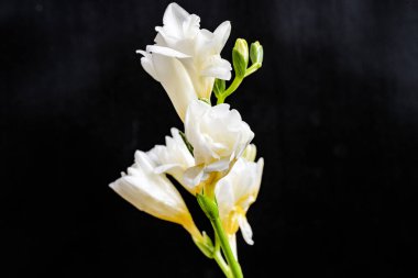 Koyu arkaplanda güzel çiçekler, yaz konsepti, yakın görüş             