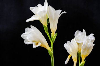 Koyu arkaplanda güzel çiçekler, yaz konsepti, yakın görüş        