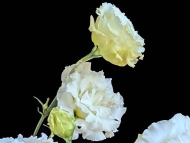 Koyu arkaplanda güzel çiçekler, yaz konsepti, yakın görüş        