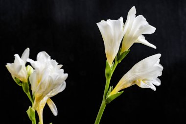 Koyu arkaplanda güzel çiçekler, yaz konsepti, yakın görüş             