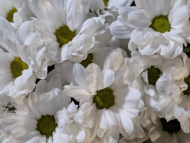 Yeşil merkezleri olan beyaz çiçeklerin yakınlaşması.